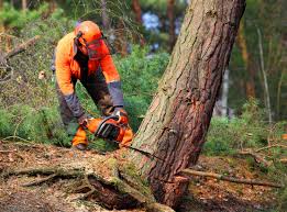 Best Pest Control for Lawns  in Espy, PA