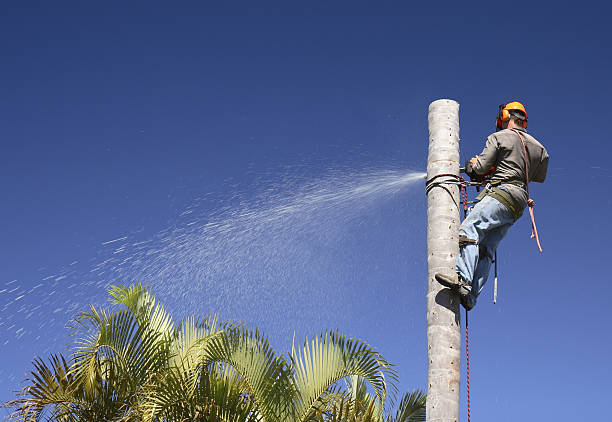 Best Tree Cabling and Bracing  in Espy, PA