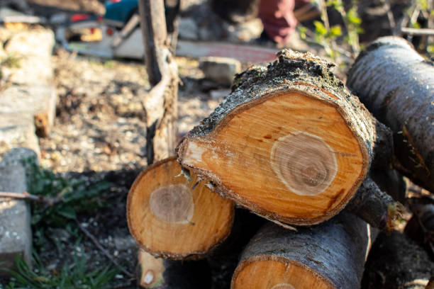 Best Tree Maintenance Programs  in Espy, PA