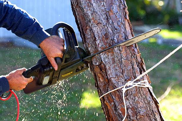 Lawn Watering Services in Espy, PA
